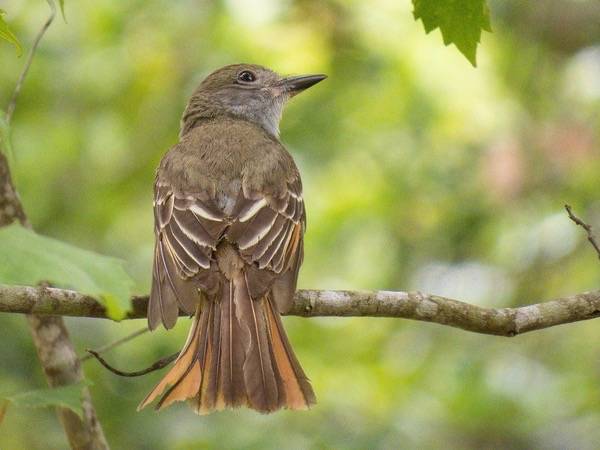 Great Crested Flycatcher by RW Sinclair is licensed under CC BY-NC-SA 2.0